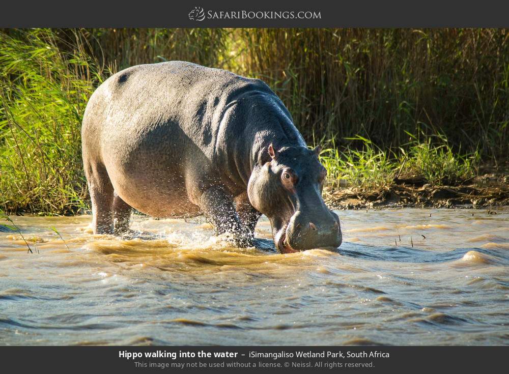 Hippo walking into the water in iSimangaliso Wetland Park, South Africa