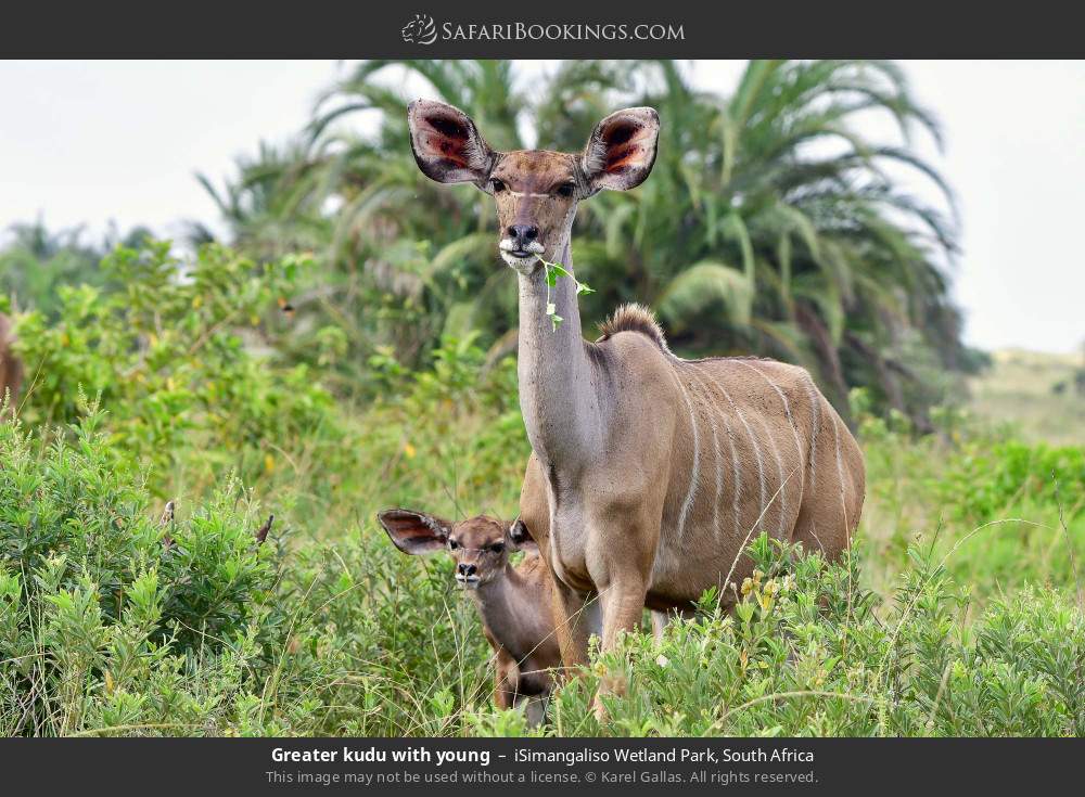 Greater kudu with young in iSimangaliso Wetland Park, South Africa