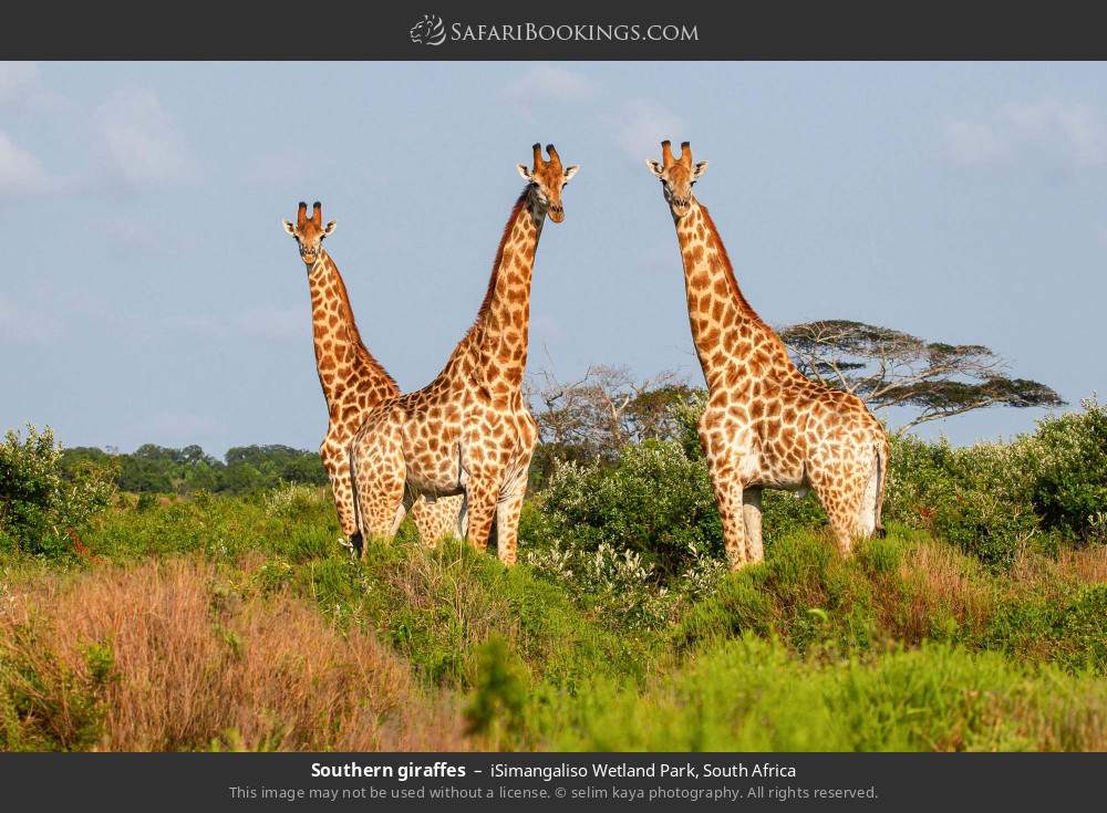 Southern giraffes in iSimangaliso Wetland Park, South Africa