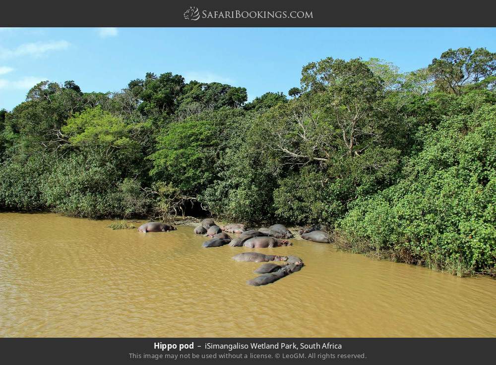Hippo pod in iSimangaliso Wetland Park, South Africa