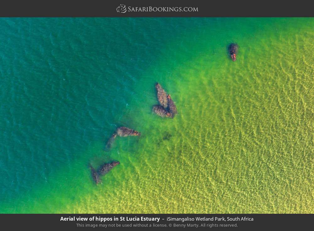 Aerial view of hippos in St Lucia Estuary in iSimangaliso Wetland Park, South Africa