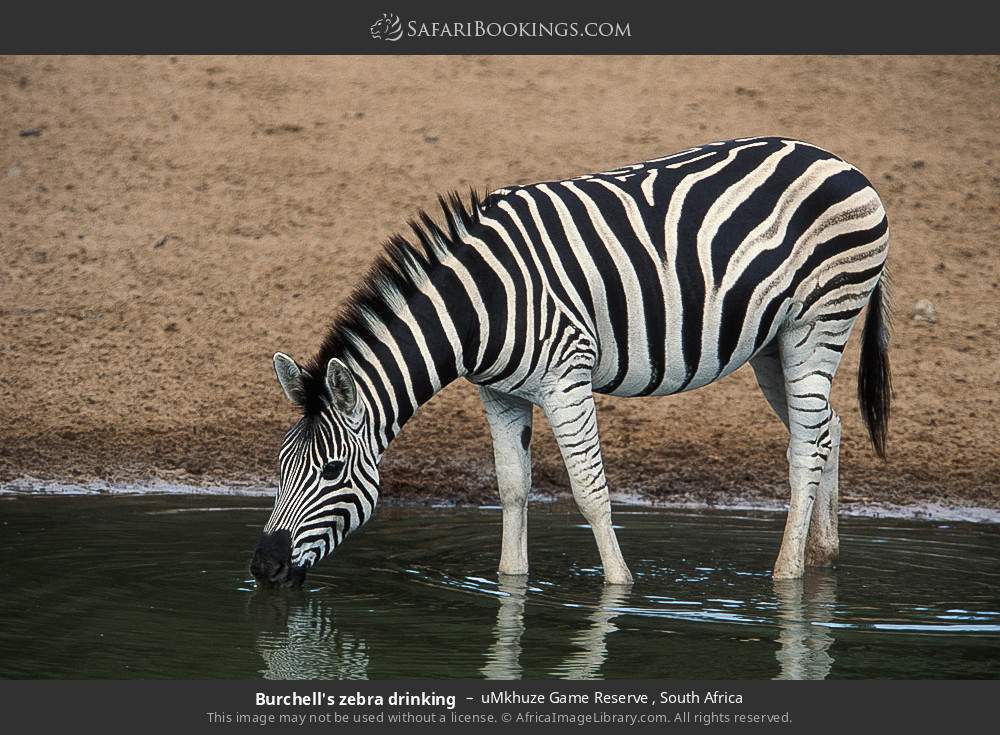 Plains zebra drinking in uMkhuze Game Reserve, South Africa