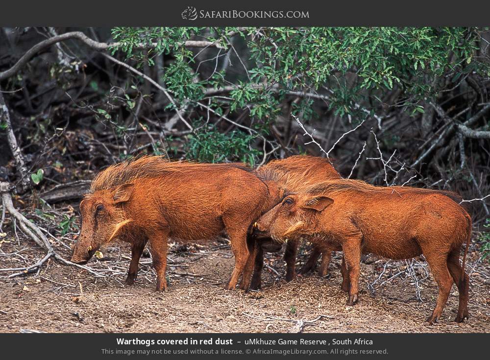 Warthogs covered in red dust in uMkhuze Game Reserve, South Africa