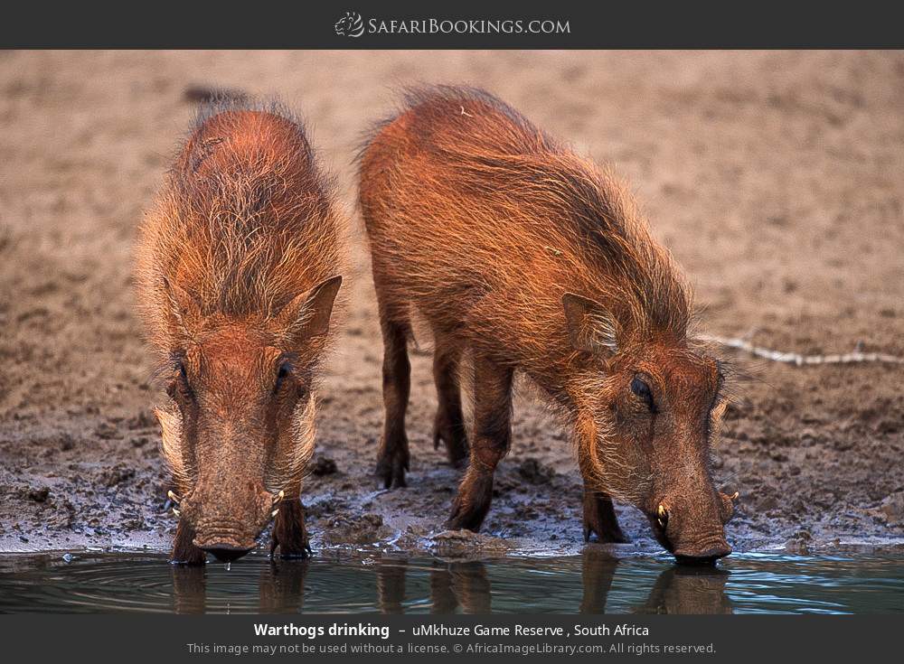 Warthogs drinking in uMkhuze Game Reserve, South Africa