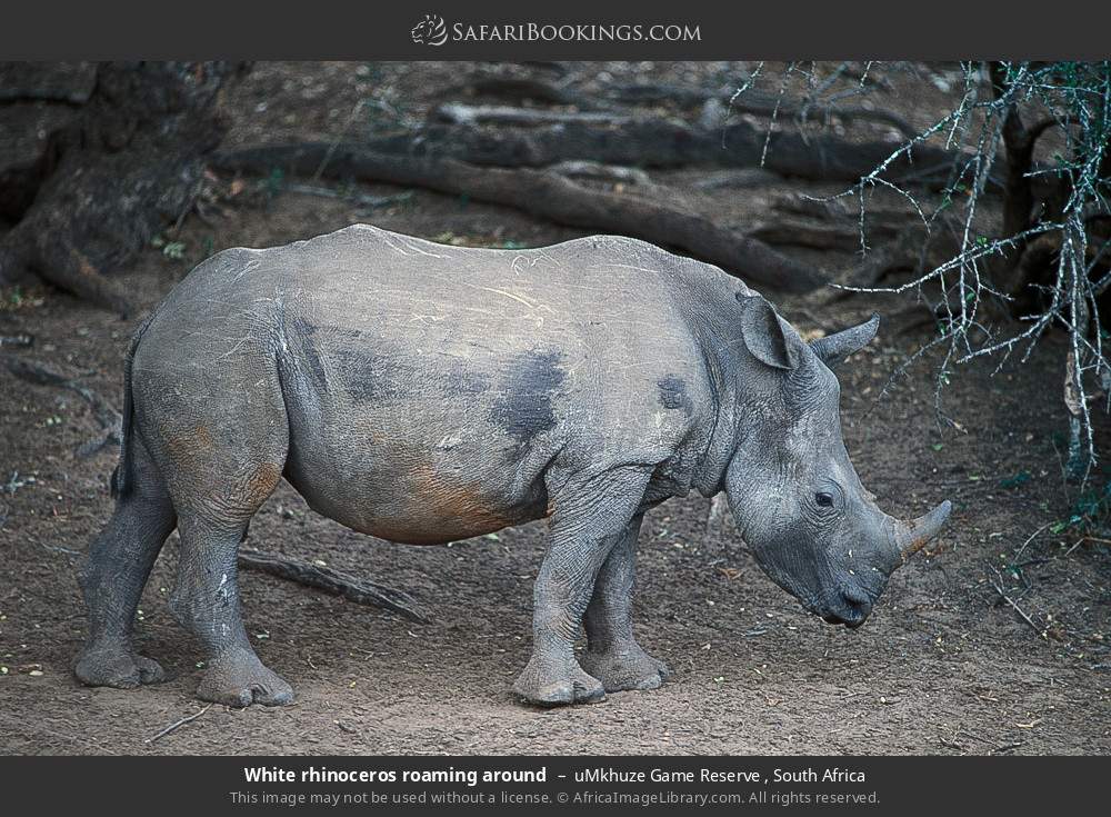 White rhinoceros roaming around in uMkhuze Game Reserve, South Africa
