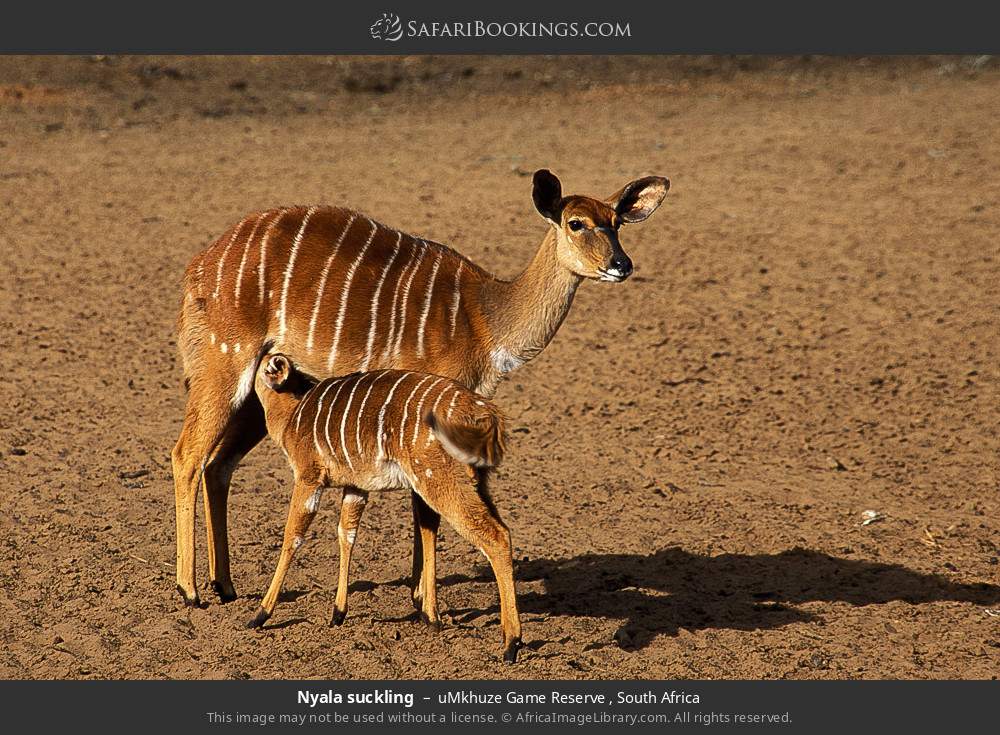 Nyala suckling in uMkhuze Game Reserve, South Africa