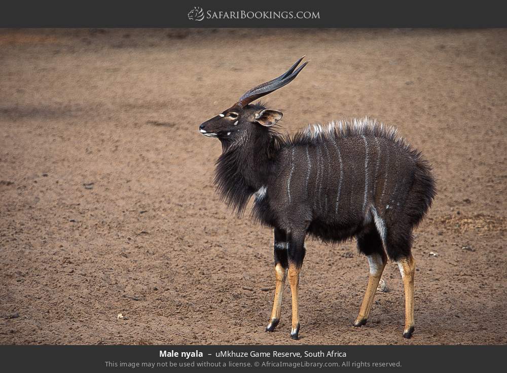 Male nyala in uMkhuze Game Reserve, South Africa