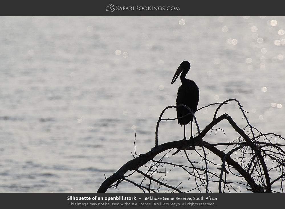 Silhouette of an openbill stork in uMkhuze Game Reserve, South Africa