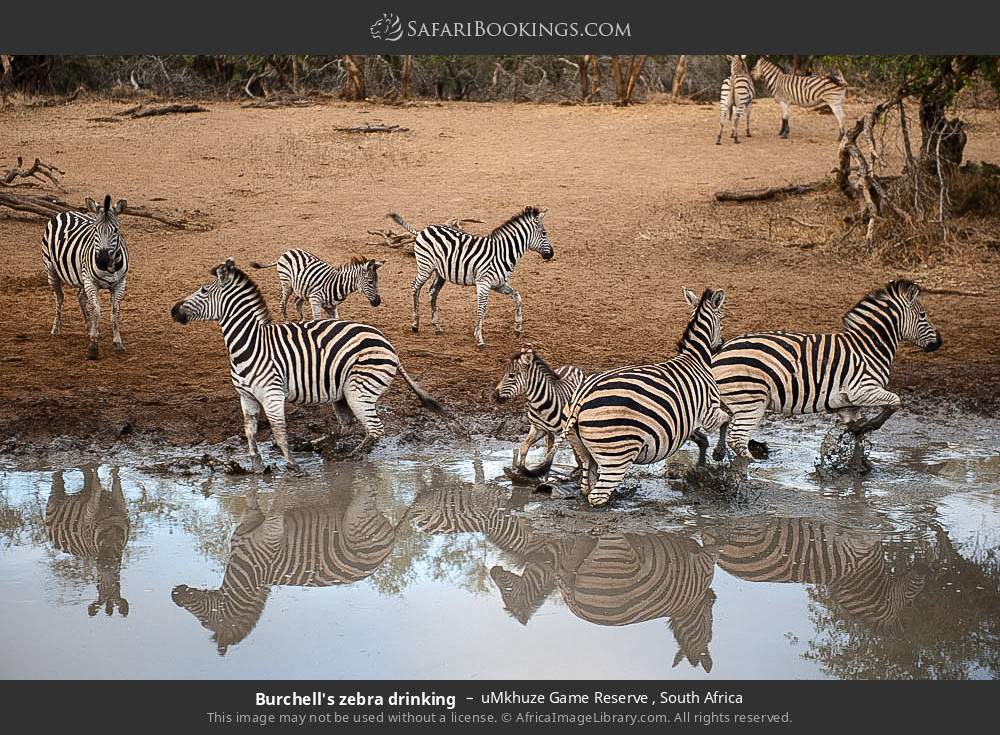 Plains zebra drinking in uMkhuze Game Reserve, South Africa