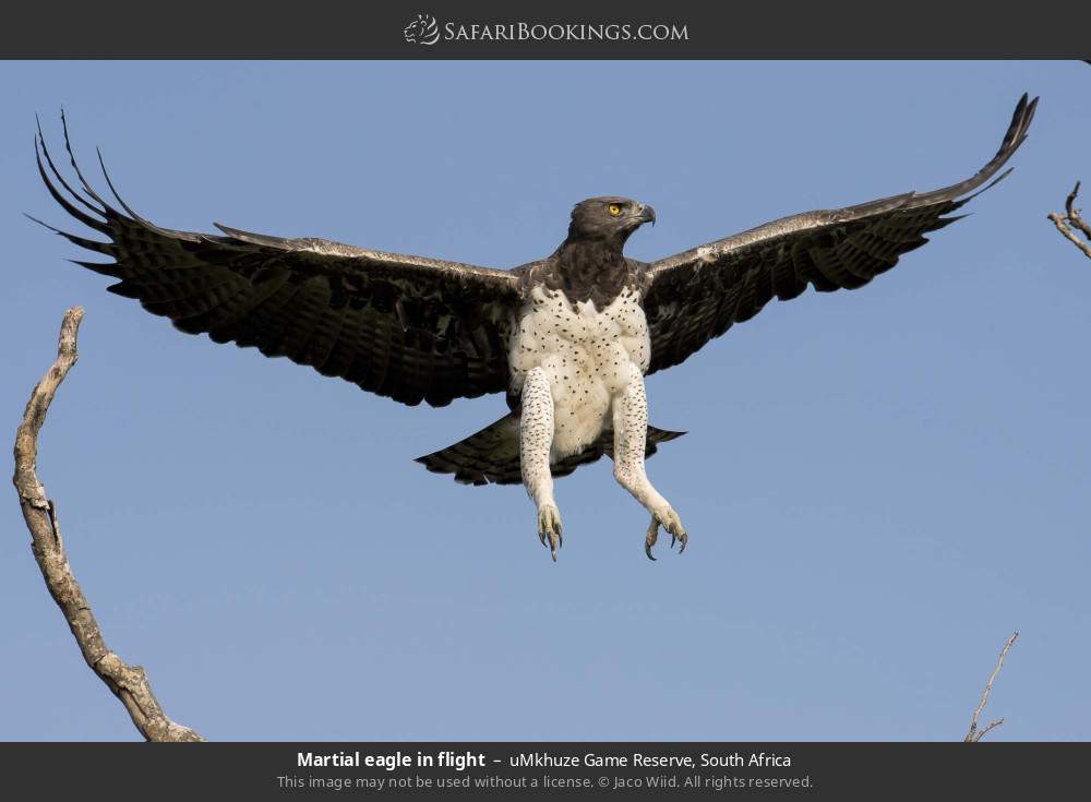 Martial eagle in flight in uMkhuze Game Reserve, South Africa
