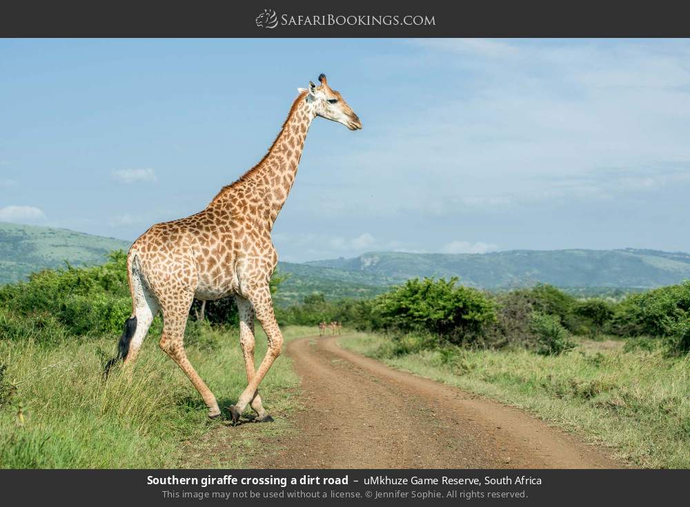 Southern giraffe crossing a dirt road in uMkhuze Game Reserve, South Africa