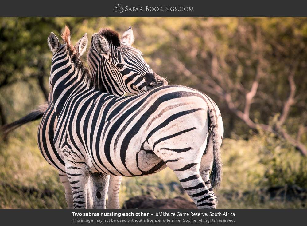 Two zebras nuzzling each other in uMkhuze Game Reserve, South Africa