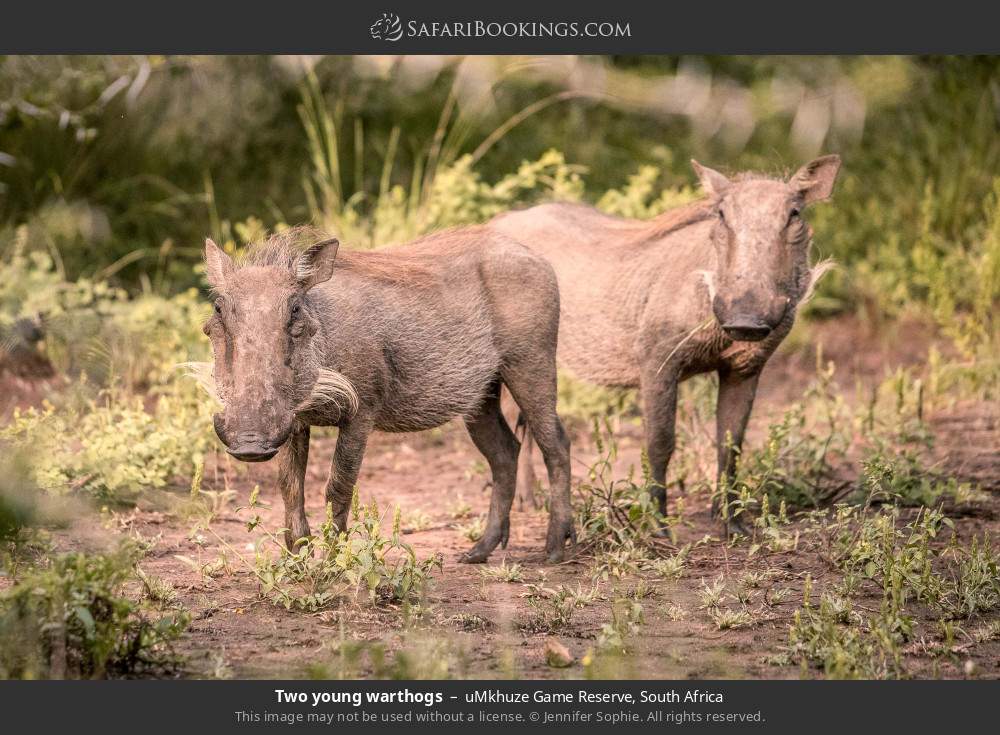 Two young warthogs in uMkhuze Game Reserve, South Africa
