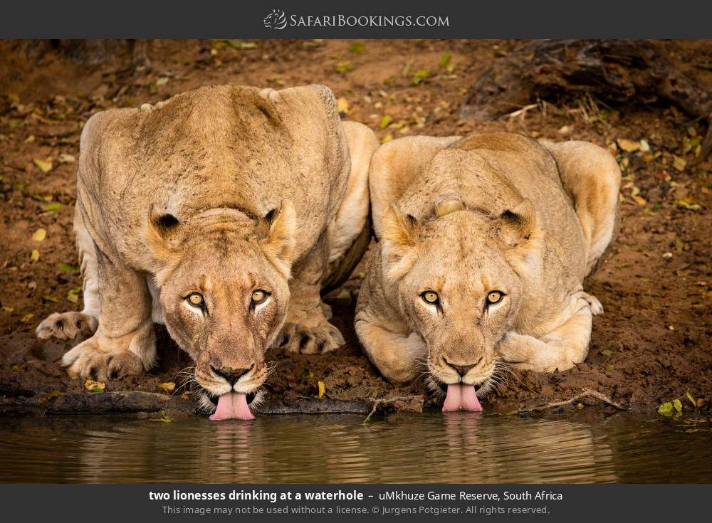two lionesses drinking at a waterhole in uMkhuze Game Reserve, South Africa