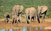 Addo Elephant National Park