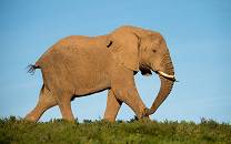 Amakhala Private Game Reserve