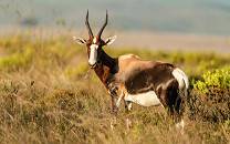Bontebok National Park