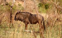 Inyati Private Game Reserve