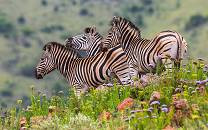 Ithala Game Reserve