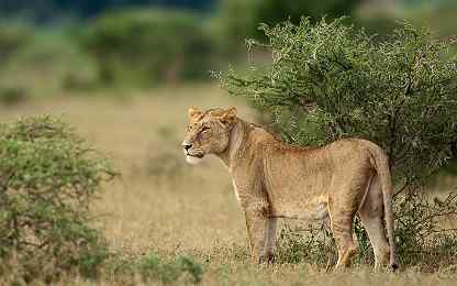Majestic lion, Kruger National Park, South Africa