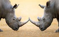 Two white rhinoceros head to head