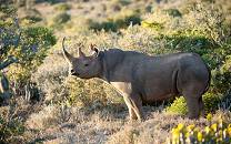 Kwandwe Private Game Reserve