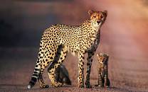 Londolozi Private Game Reserve