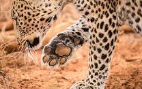 Madikwe Game Reserve