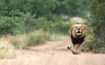 Mala Mala Game Reserve