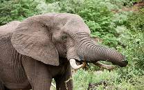 Mapungubwe National Park