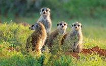 Mokala National Park