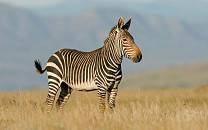 Mountain Zebra National Park