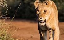 Pilanesberg Game Reserve