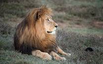 Schotia Safaris Private Game Reserve