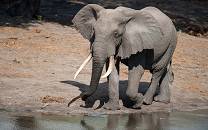 Tembe Elephant Park