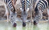 uMkhuze Game Reserve