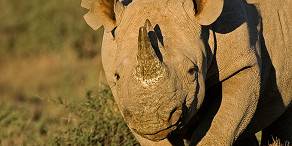 Black rhinoceros 