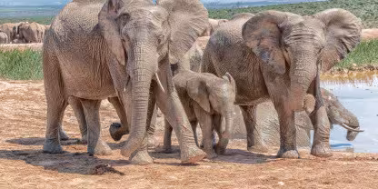 Addo Elephant National Park