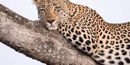 Dulini Private Game Reserve