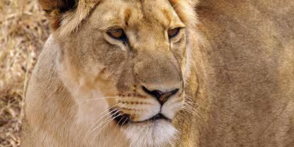 Greater Makalali Private Game Reserve