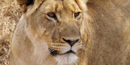 Greater Makalali Private Game Reserve