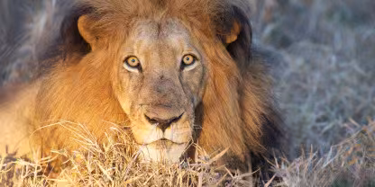Kapama Private Game Reserve