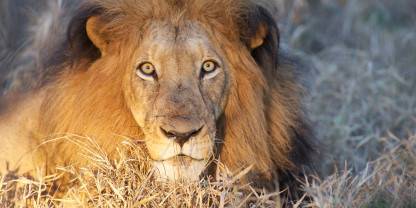 Kapama Private Game Reserve