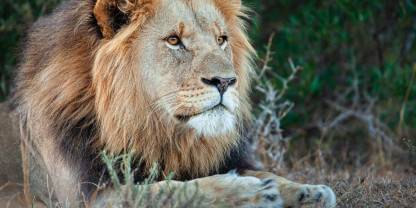 Kariega Game Reserve