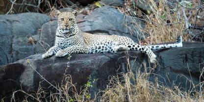 Karongwe Private Game Reserve