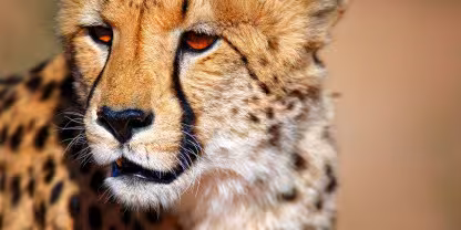Kgalagadi Transfrontier Park