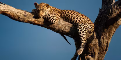 Kruger National Park
