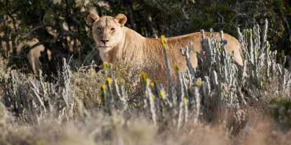 Kwandwe Private Game Reserve