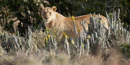 Kwandwe Private Game Reserve