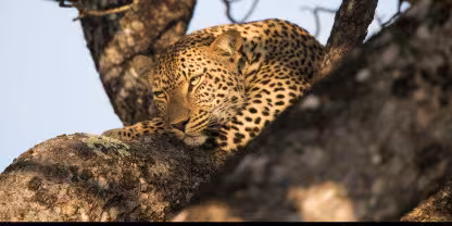 Londolozi Private Game Reserve